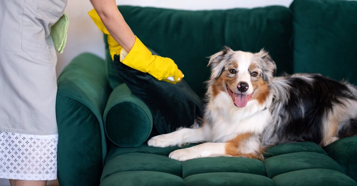 Păr de animale în toată casa? Soluții simple pentru covoare și canapele