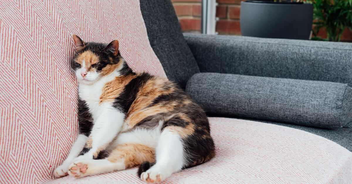 Protected sofa with removable cover