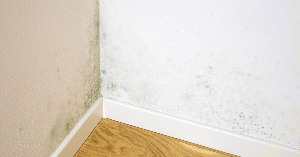 Mold stains in a wet corner